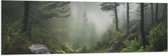 Vlag - Bos - Mistig - Bomen - Pad - Stenen - 150x50 cm Foto op Polyester Vlag