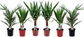 Plant in a Box - Mix van 6 Palmen - Kamerplanten - Phoenix - Yucca Washingtonia - Pot 14cm - Hoogte 50-70cm
