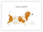 Postcard | Basset Hound Eddie Hooray, pregnant!