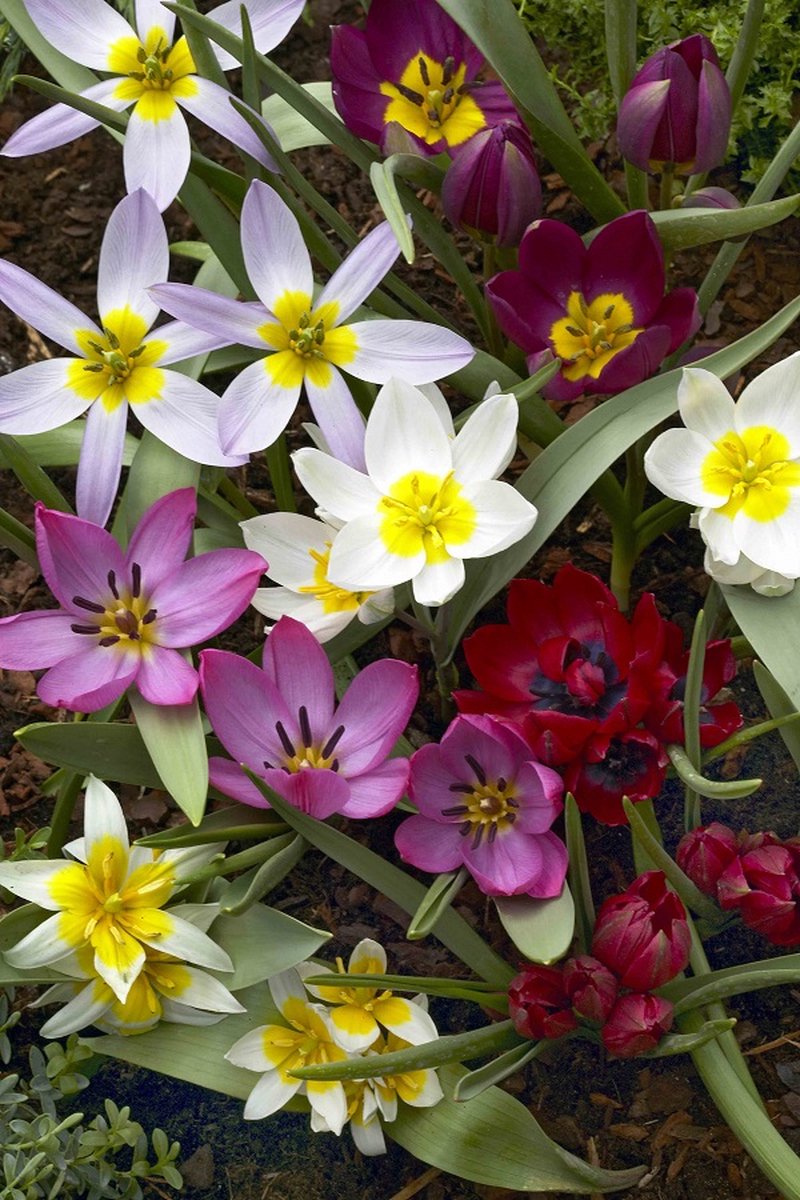 Tulp Botanisch Mix | 20 stuks | Tulpenbollen