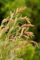 1 stuk(s) | Salix integra 'Hakuro-nishiki' C5 cm Stam 120