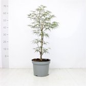 1 stuk(s) | Acer palmatum 'Garnet' C5 30-40 cm