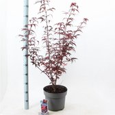 1 stuk(s) | Acer palmatum 'Skeeter's Broom' C10 80-100 cm