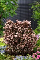 1 stuk(s) | Physocarpus opulifolius Little Joker C2 30-40 cm