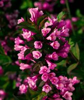 1 stuk(s) | Weigela florida 'Foliis Purpureis' C2 30-40 cm