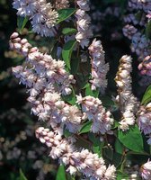 1 stuk(s) | Deutzia scabra 'Plena' C2 60-80 cm