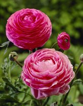 Ranunculus roze 20 stuks - ranonkel