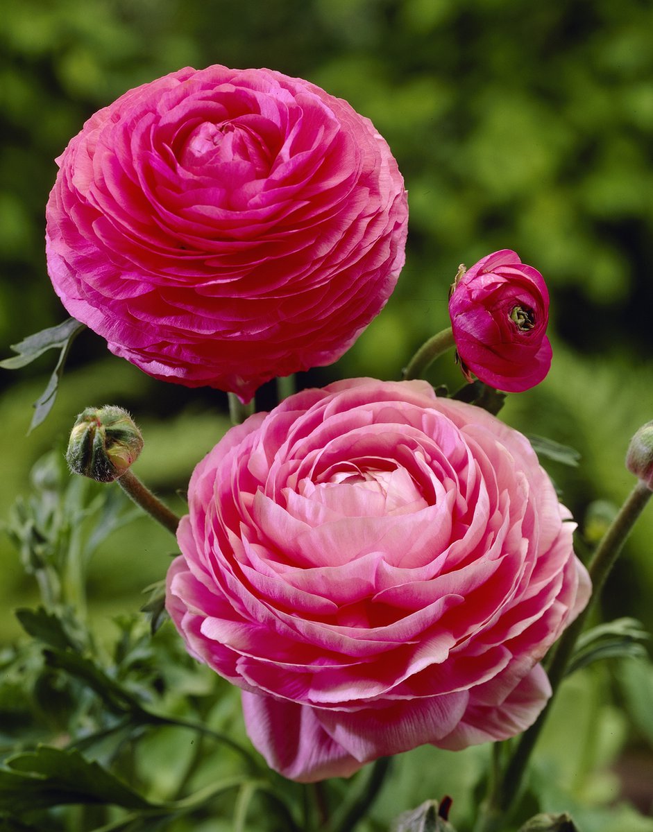 Ranunculus Roze | 10 stuks | Ranonkel