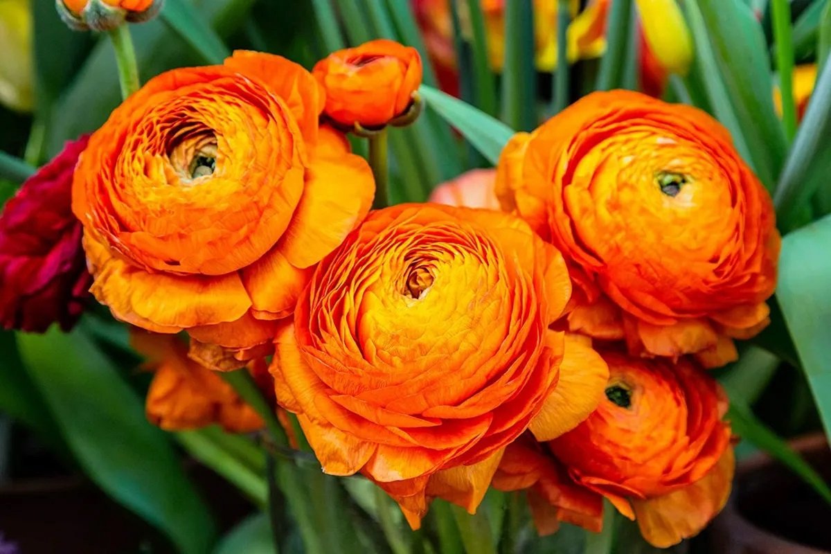 Ranunculus Oranje | 10 stuks | Ranonkel