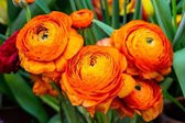 Ranunculus oranje 20 stuks - ranonkels