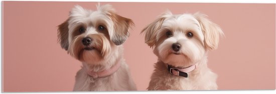 Acrylglas - Twee kleine honden met roze halsband zitten voor roze achtergrond - 90x30 cm Foto op Acrylglas (Wanddecoratie op Acrylaat)