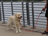 KONG Dog Leash One Size - laisse pour chien avec un grand confort - rembourrée et réfléchissante - 1,5 mètre de long - bleu