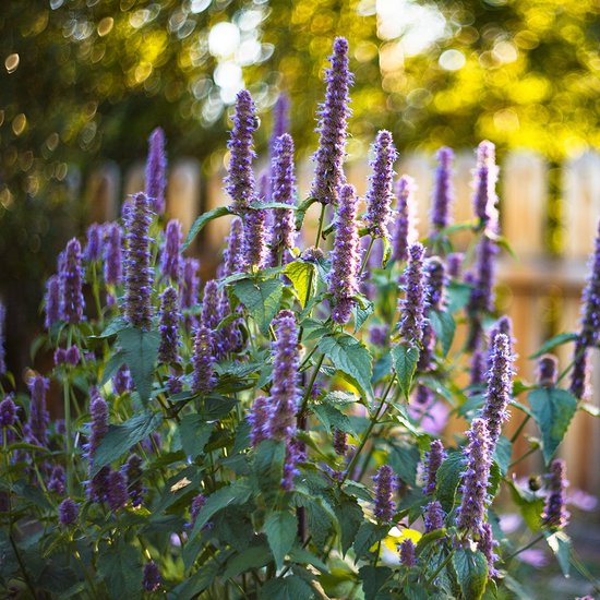 Tuin de Bruijn® zaden - Dropplant Blue Spike - Heerlijke geur - Trekt bijen en vlinders aan - ca. 350 zaden - Tuin de Bruijn