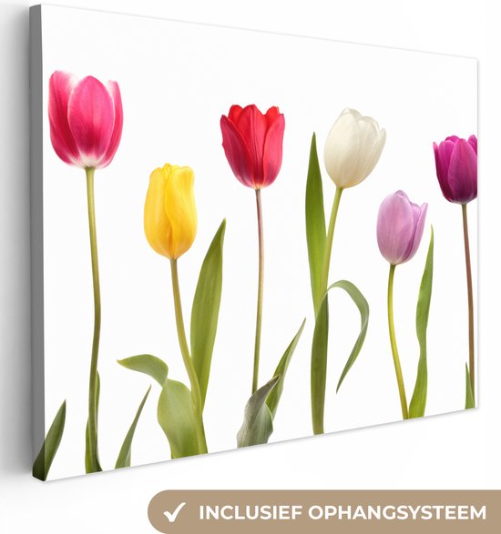 Tableau sur toile Tulipes - Fleurs - Wit - Nature morte - 80x60 cm - Décoration murale
