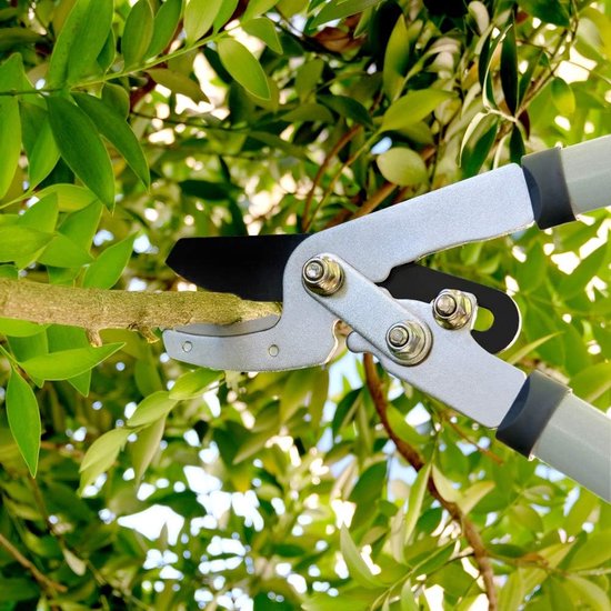 Voorjaarssnoei Gids: tips, planten en 't juiste gereedschap Hevu Tools