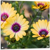 Tuinposter – Gele Spaanse Margriet Bloemen met Paarse Binnenkant - 80x80 cm Foto op Tuinposter (wanddecoratie voor buiten en binnen)