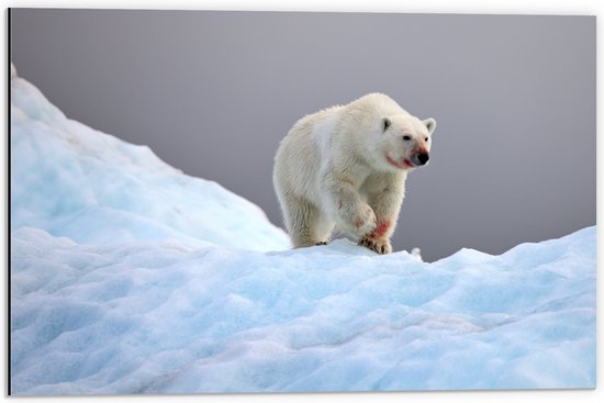 Dibond - Witte ijsbeer bedekt met bloed loopt door de sneeuw heen - 60x40 cm Foto op Aluminium (Wanddecoratie van metaal)