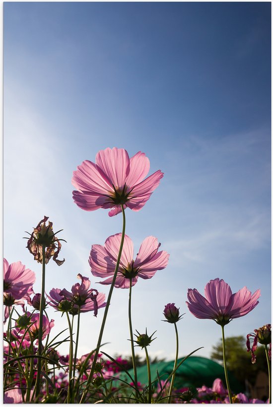 Poster (Mat) - Cosmea bloemen in een bloemenveld met heldere blauwe lucht - 40x60 cm Foto op Posterpapier met een Matte look