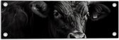 Tuinposter – Zwart stier staat voor zwarte achtergrond - 60x20 cm Foto op Tuinposter (wanddecoratie voor buiten en binnen)