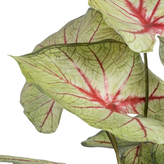 Decoratieve plant Rood Groen PVC 40 x 35 x 55 cm