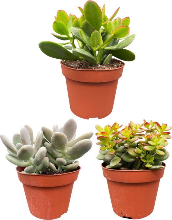 Succulenten mix- mix 3 succulenten- 12cmØ- ±15cm hoog- Crassula Ovata- Pachyphytum Oviferum- Crassula Minor