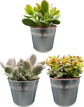 Cactus 24- Succulenten mix- 3 Stuks- 13cm Zinken Potten- 15-20cm Hoog- Vetplanten- Kamerplanten