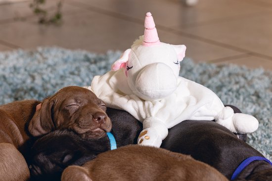 Beeztees Puppy Cuddle Cloth Unicorn - Jouets pour chien - Peluche - Wit - 33x25x14 cm