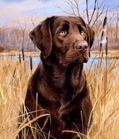 Diamond Painting Volwassenen - Bruine Labrador - CE kwaliteit - 40x60 cm - Geheel te beplakken met vierkante steentjes - Compleet Hobbypakket