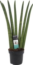 Decorum Sansevieria Cylindrica straight ↨ 55cm - hoge kwaliteit planten