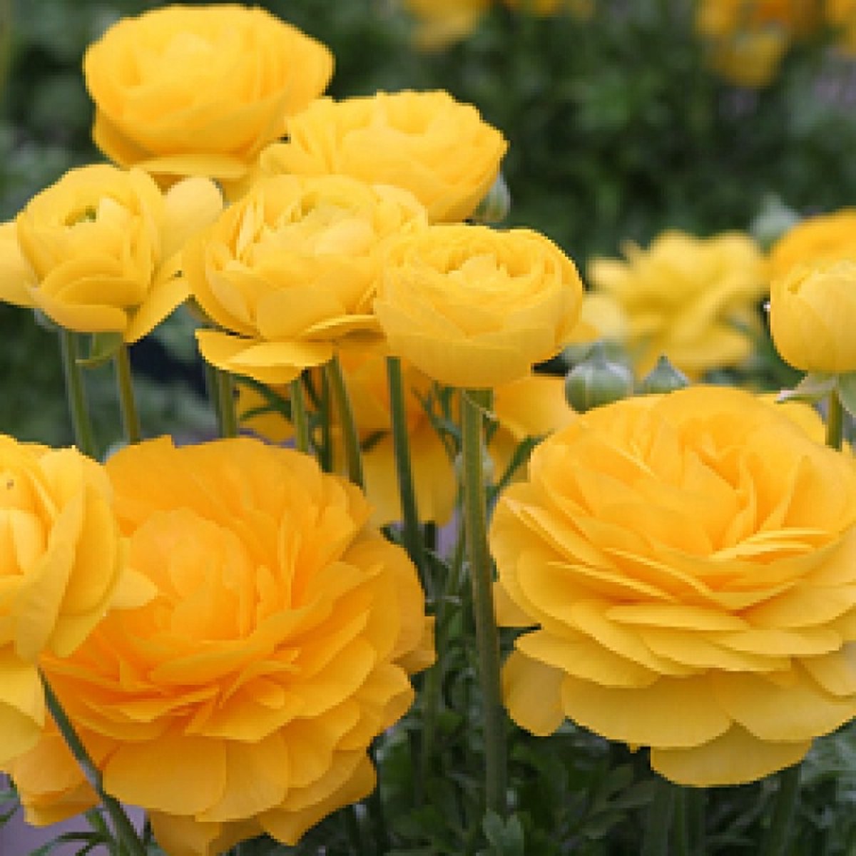Ranunculus Geel | 10 stuks | Ranonkel