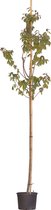 Japanse sierkers Sargentti Prunus sargentii h 250 cm st. omtrek 8 cm