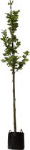 Platanenboom Platanus hispanica h 250 cm st. omtrek 8 cm