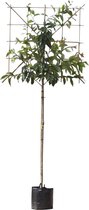 2 stuks! Japanse sierkers leiboom 150 cm Prunus serrulata 270 cm