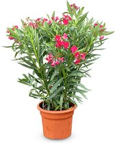 Oleander - Red Oleander - Plante d'extérieur - Nerium Oleander - 80-100 cm