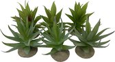 Terra Della - Terrariumplant - Reptielen - Aloë 12x11x11,5cm Gemengde Kleuren - 1st