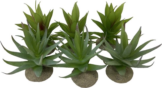 Foto: Terra della terrariumplant reptielen alo 12x11x11 5cm gemengde kleuren 1st