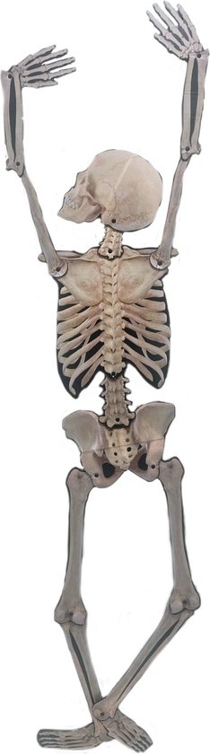 Outsunny Skelet Figuur, Halloween Decoratie, beweegbare Armen en Benen, Geluidsactivatie