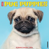 Mopshond Puppies Kalender 2024