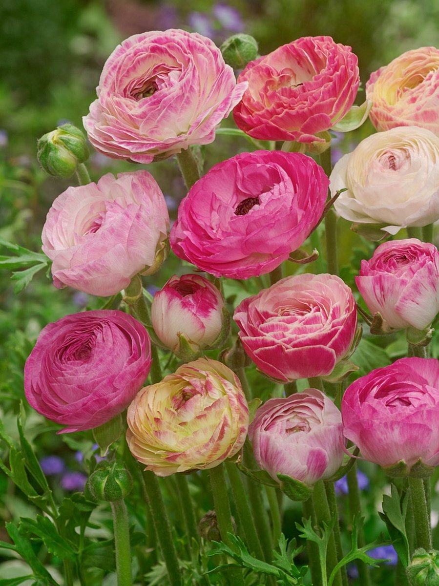 20x Ranonkel 'Ranunculus picotee roze' - BULBi® Bloembollen met bloeigarantie