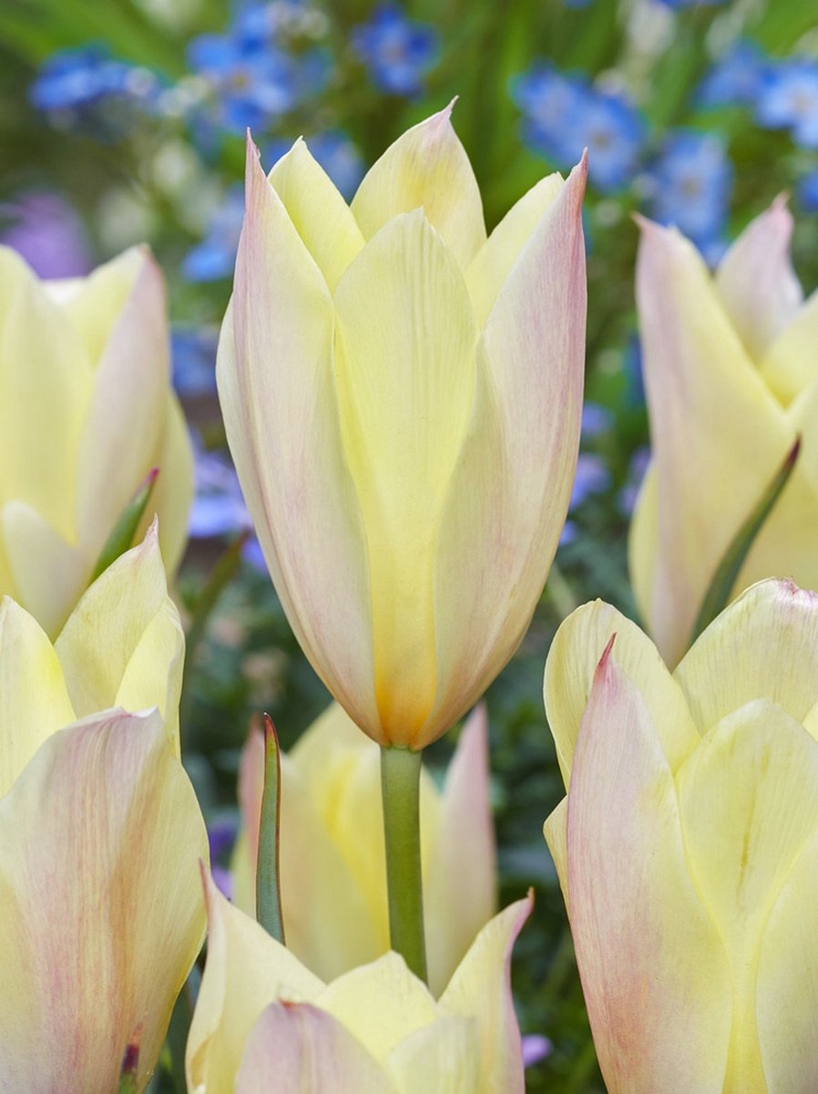 25x Tulpen 'Honky tonk' - BULBi® Bloembollen met bloeigarantie