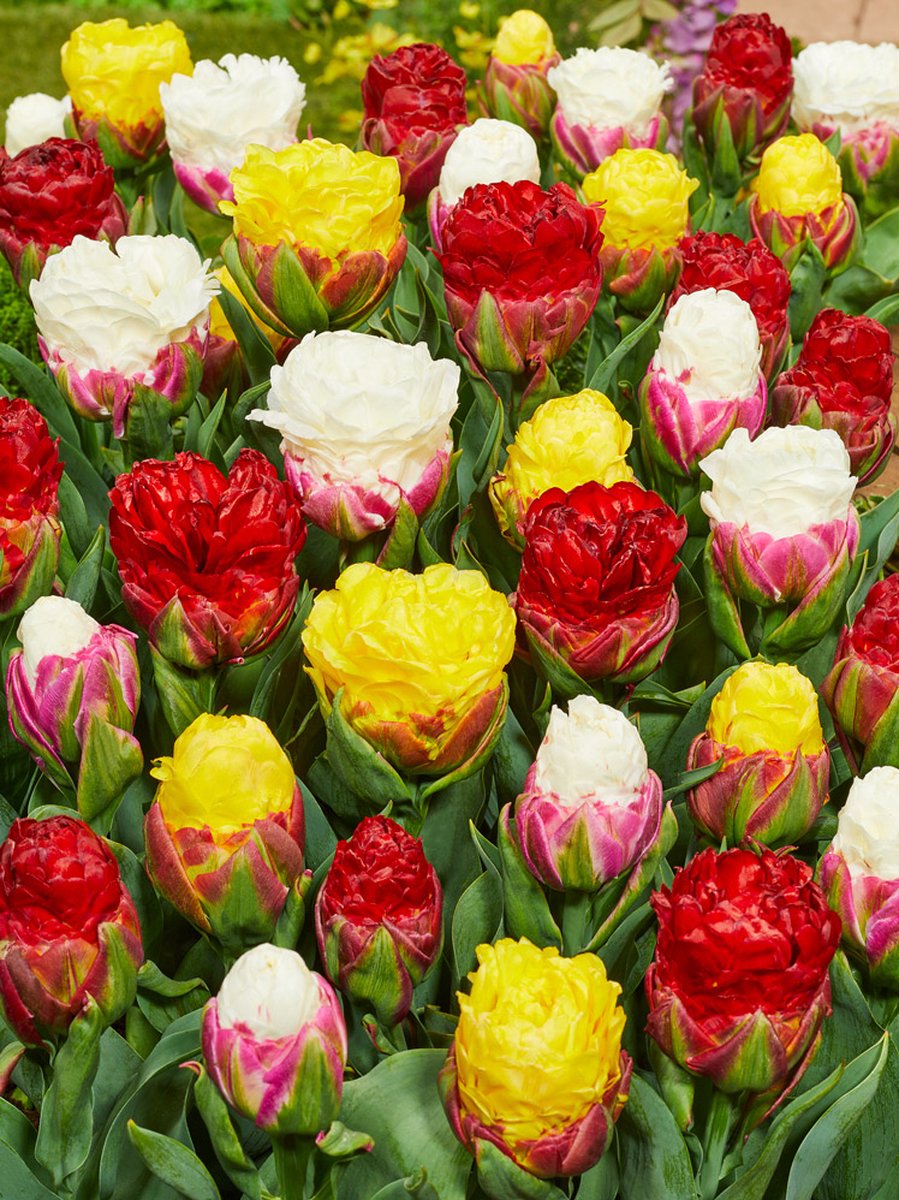 8x Tulpen 'Ice cream mix' - BULBi® Bloembollen met bloeigarantie