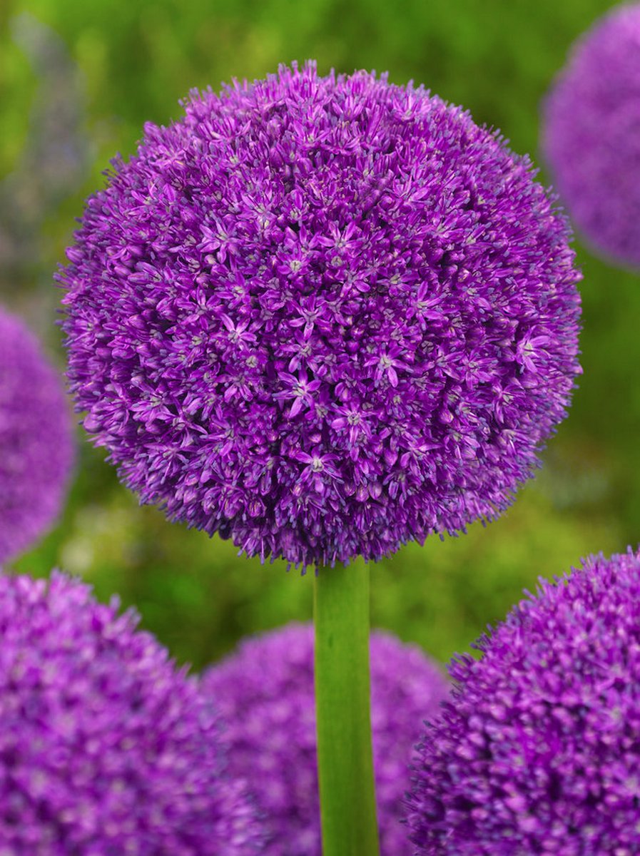 2x Allium 'Ambassador' - BULBi® Bloembollen met bloeigarantie