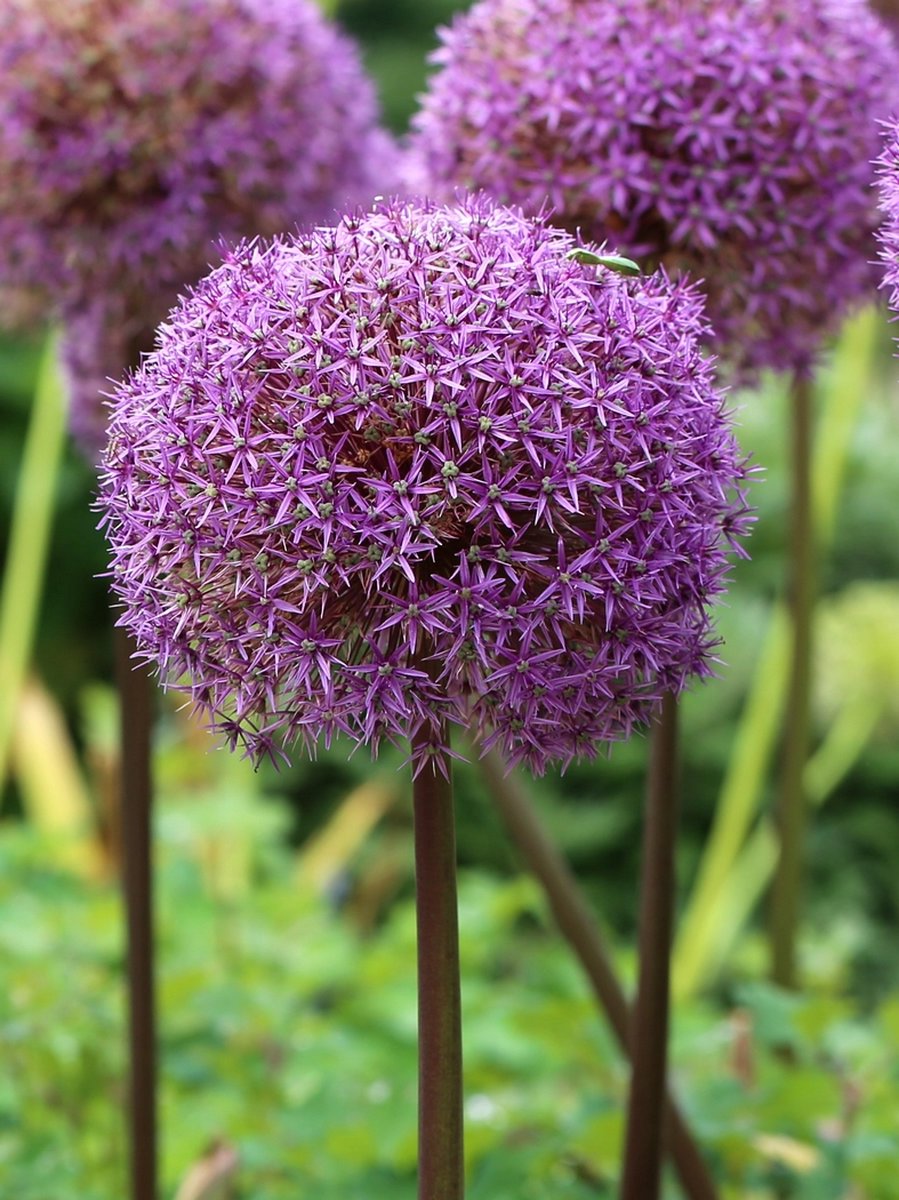 2x Allium 'Globemaster' - BULBi® Bloembollen met bloeigarantie