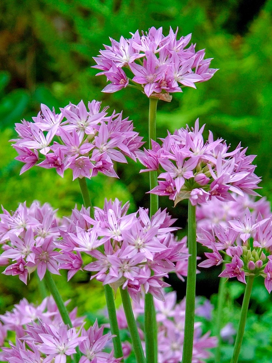 15x Allium 'Eros unifolium' - BULBi® Bloembollen met bloeigarantie