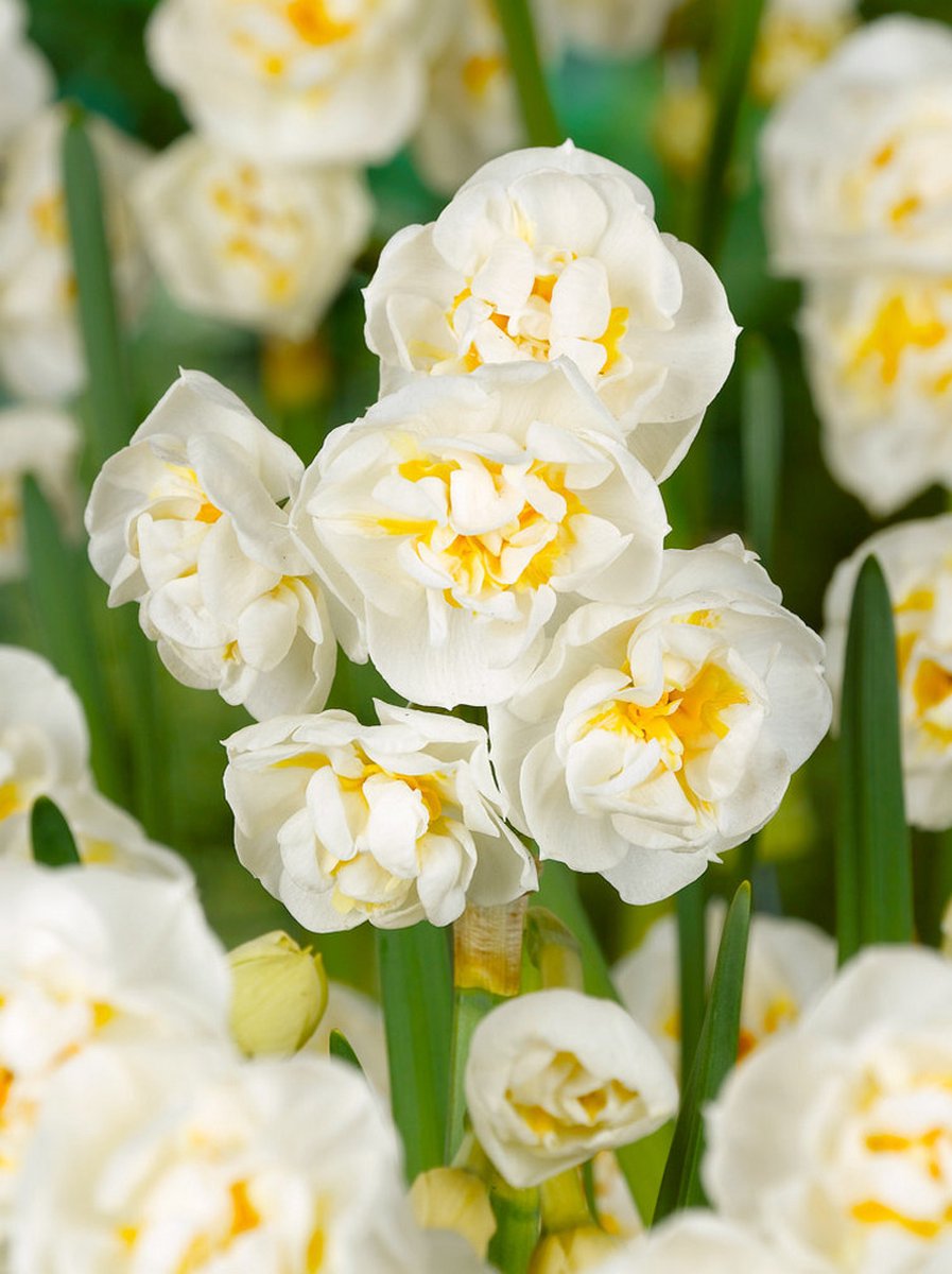 20x Narcissen 'Bridal crown' - BULBi® Bloembollen met bloeigarantie