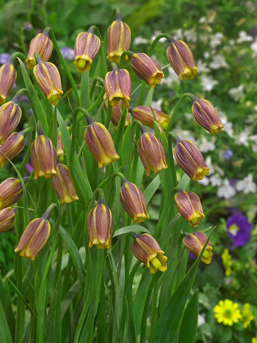 50x Fritillaria 'Fritillaria uva vulpis' - BULBi® Bloembollen met bloeigarantie