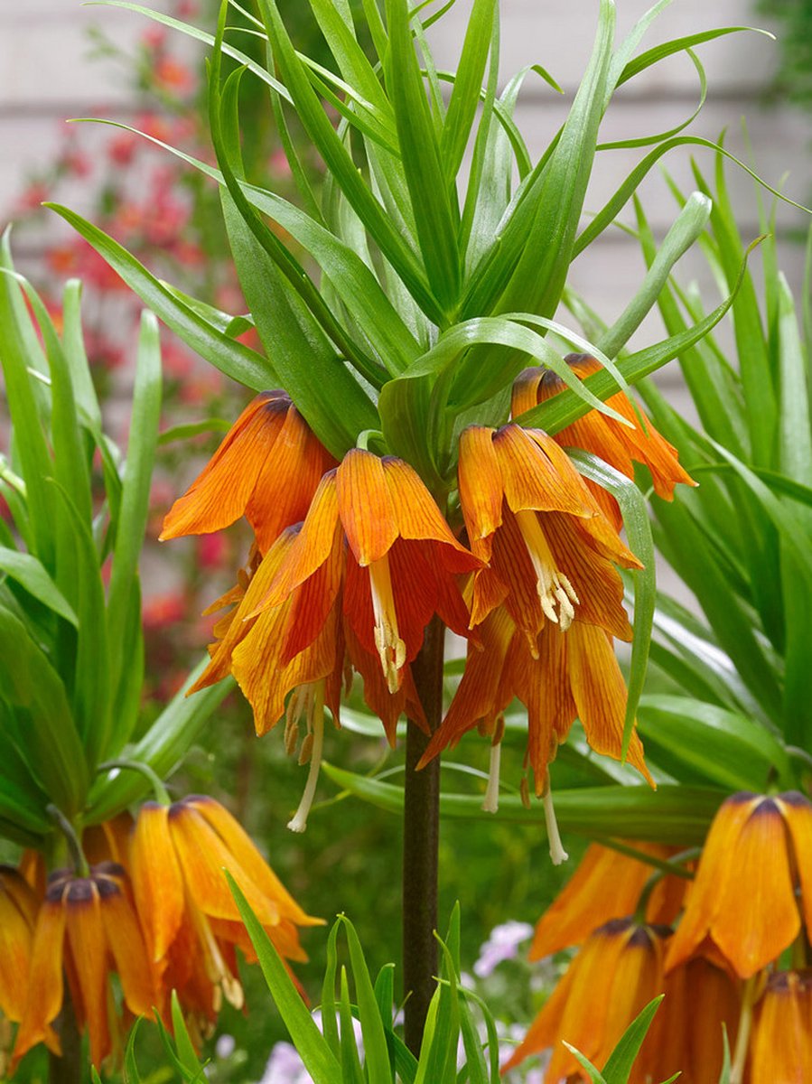 2x Fritillaria 'Fritillaria aurora imperialis' - BULBi® Bloembollen met bloeigarantie