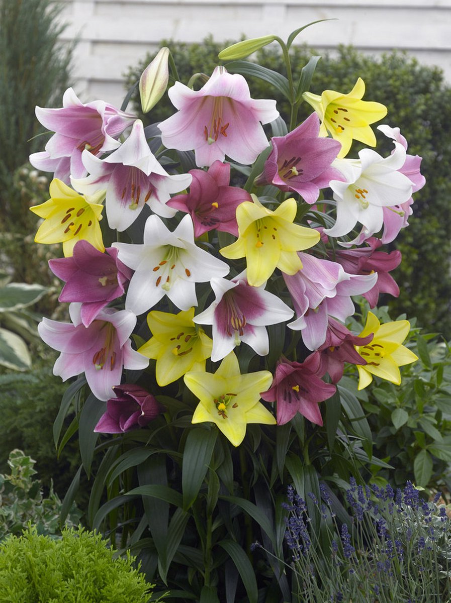 5x Lelie 'Longiflorum gemengd' - BULBi® Bloembollen met bloeigarantie