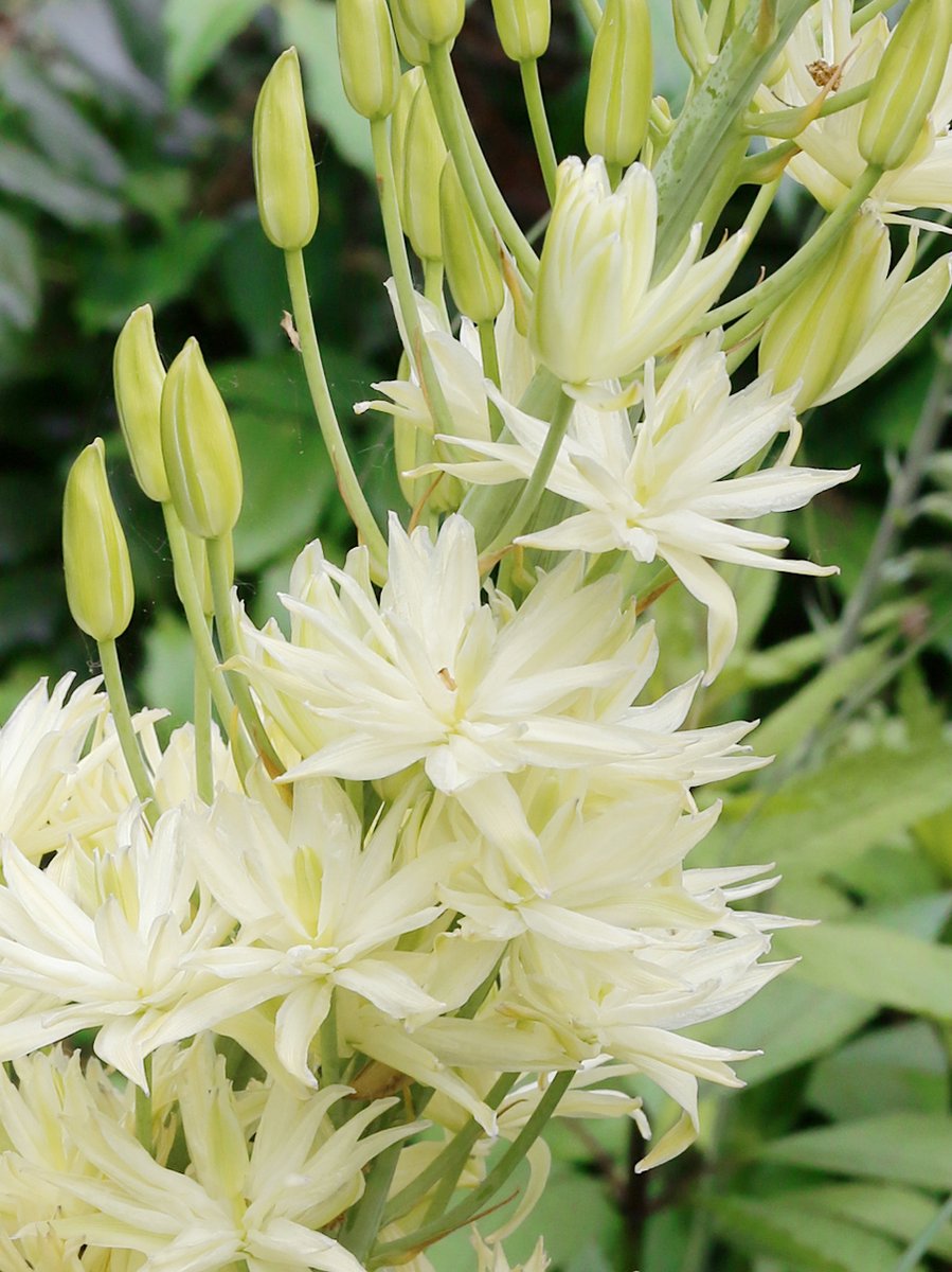 5x Indianenbloem 'Camassia semiplena lechtlinii' - BULBi® Bloembollen met bloeigarantie