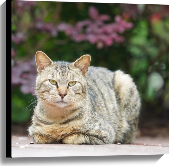 Canvas - Gestreepte kat met groene ogen ligt buiten op tegels voor paarse bloemen - 60x60 cm Foto op Canvas Schilderij (Wanddecoratie op Canvas)